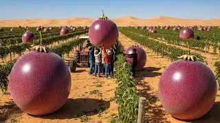 Passion Fruit Vines Covering a Dead Tree with Purple Fruit