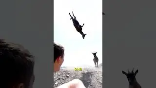 Коза сделала САЛЬТО прямо у меня на глазах 😱🐐