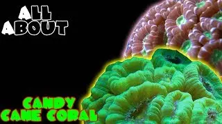 All About The Candy Cane Coral or Trumpet Coral