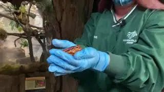 Tomato Frog Zookeeper Talk (Nature Illuminated)