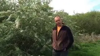 Aspirientjes groeien in de boom