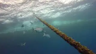 OceanQuest / Divers Den on the Great Barrier Reef GOPR1269