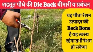 Die Back Disease of Mulberry Plants & it&rsquo;s Management