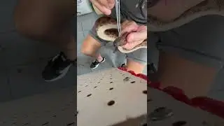 Muda de piel retenida en el ojo de una boa arco&iacute;ris!