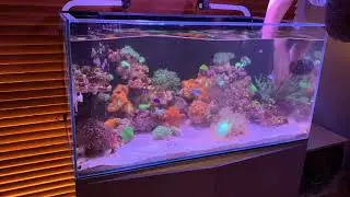 Aqua One Mini Reef 160 - Water Change Day