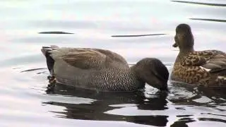 Gadwall (Anas strepera)