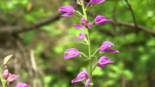 Cephalanthera kurdica