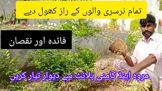 Kamini Plant Benefits & Marwa Plant Care Tips for a Beautiful Home