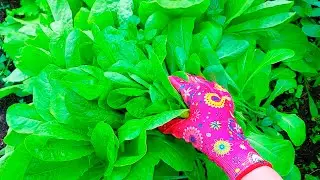 asmr gardening no talking by ASMR Garden