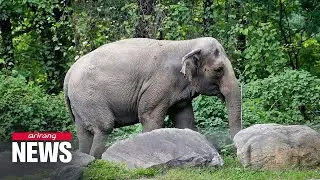 After being denied personhood, Happy the elephant to stay at Bronx Zoo