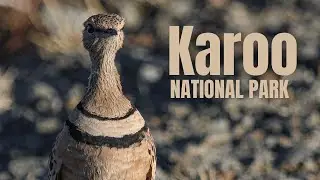 Karoo National Park | Bidding the Karoo Farewell | An ED Wildlife Adventure | 2021