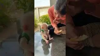 #babymonkey #monkey Duke #smart monkey #funny monkey #cute monkey #adorable monkey
