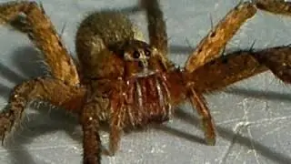 Странствующие пауки Коста-Рики (Ctenidae)