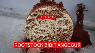 PENGKALUSAN ROOTSTOCK ANGGUR IMPORT#anggur#anggurimport#bibitanggur#bibitanggurimport