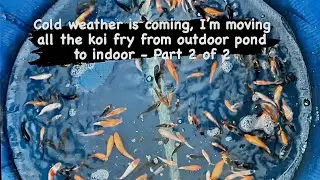 Cold weather is coming, I&rsquo;m moving all the koi fry to indoor - Part 2 of 2 #bigdvsfish #koi #koifry