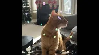 EVEN EVEN MORE CATS￼