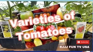 VARIETIES OF TOMATO/ WHAT ARE THE DIFFERENT KINDS/NAMES OF TOMATOES/ SOME FACTS ABOUT TOMATOES