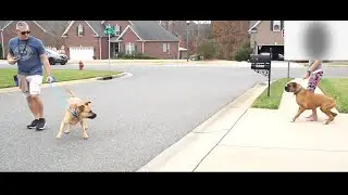 AGGRESSIVE DOG TRAINING CHARLOTTE - STELLA