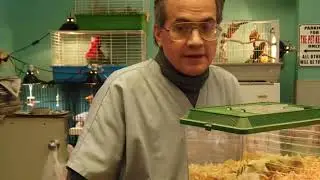 Parrots of the World