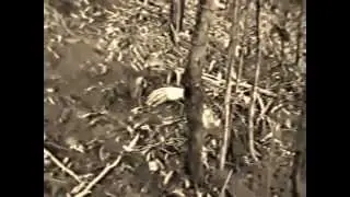 Hermann Kopp - Petrified Slow