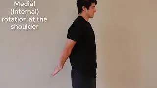 Muscle Actions: Latissimus Dorsi