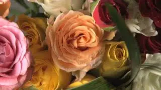 Rose motion background