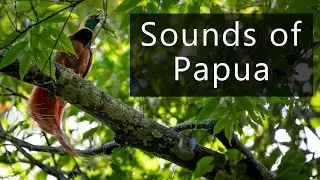 The sounds of a rainforest in Papua New Guinea