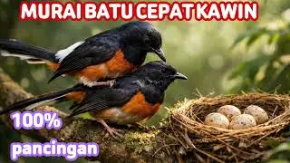 Cepat Kawin pancingan suara murai batu &ldquo;Suara rahasia agar murai cepat kawin dan gacor alami!&rdquo;
