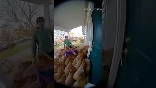 Ring Doorbell Captures Hundreds of Capybaras Running Out of a House 😳🐾