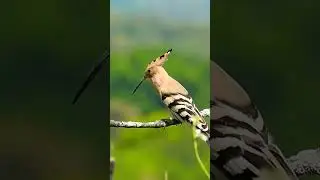 Удод (лат. Uapup epops)