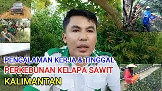 PENGALAMAN KERJA & TINGGAL DI KEBUN KELAPA SAWIT KALIMANTAN