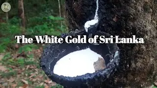 🌿 &ldquo;The White Gold of Sri Lanka 🤍 | 🌳🇱🇰&rdquo;#RubberTree #SriLanka #Latex #NaturalRubber