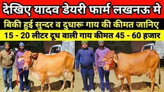 देखिए यादव डेयरी फार्म से बिकी हुई सुन्दर व दुधारू गाय की कीमत जानिए | yadav dairy farm lucknow #cow