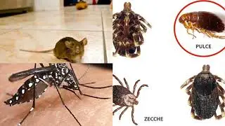 Creolina allontana topi insetti scarafaggi elimina batteri e muffe