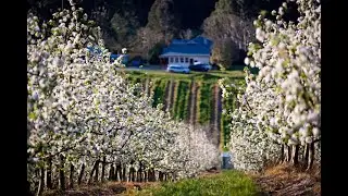 Spring Highlights in the Adelaide Hills