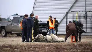 Escape from Polar Bear Jail in Churchill, Manitoba