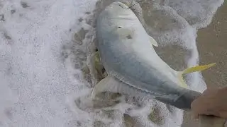 Big Jack Crevalle on Live Bluefish (Mullet Run 2016)
