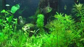 African long finned tetra