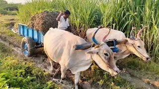 Bullock cart mud ride and fully loaded paddy plants | Bullock Cart stuck video | bulls pulling