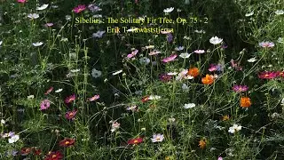 Sibelius : The Solitary Fir Tree, Op. 75-2