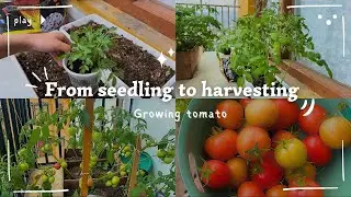 Bhutan Vlog: How to Grow Tomatoes on a Balcony | From Seedling to Harvest