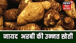 ANNADATA | जायद  अरबी की उन्नत खेती  | 8th Feb