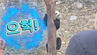 2/3 푸바오실시간 오전(1) 헐~ 죽순타임 직전에 플레이봉에 오르는 푸야~ 다 생각이 있었구나