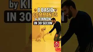 Golden Retriever Kinnow Doing 8 Basic Commands in 30 Seconds 🐶🔥 | #shorts #viral #short #reels #dog