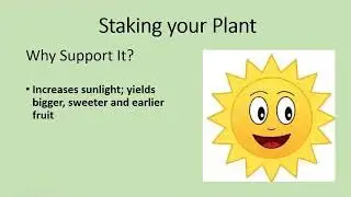 Tomatoes: Planting and Cultural Practices with OSU Master Gardeners