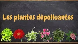 Les plantes dépolluantes : phyto-épuration