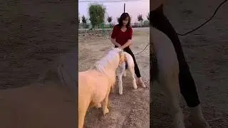🤣🤣#shortsfeed #animals #funny #goldenretreivers