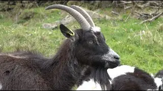 GOATS OF THE VALLEY OF ROCKS NORTH DEVON