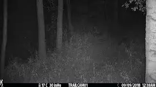 Naliboki forest. Netry. Lynx, wolves and roe deers.