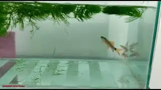 Guess fish breed